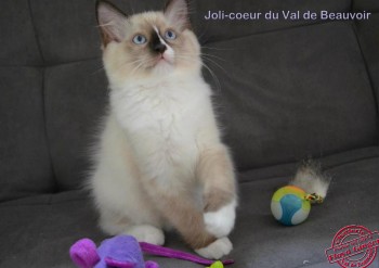 mâle seal point-mitted avec flamme - Chatterie Ragdolls du Val de Beauvoir